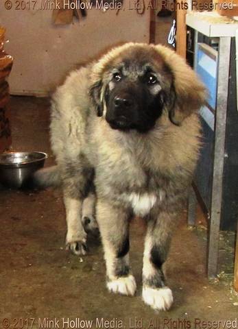 2017-11-17-12-58-34_wm.jpg 2017-11-17-12-58-34_wm.jpg