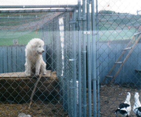 1997-scanner-4.jpg 1997-scanner-4.jpg